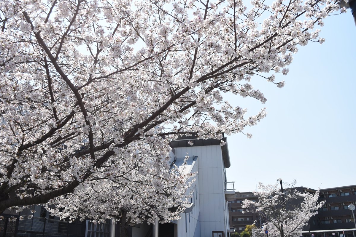 宇治市観光協会 tweet media