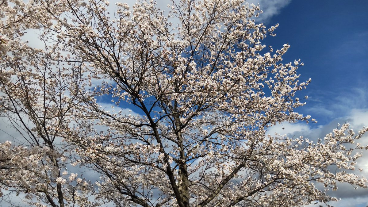 キャップ tweet media