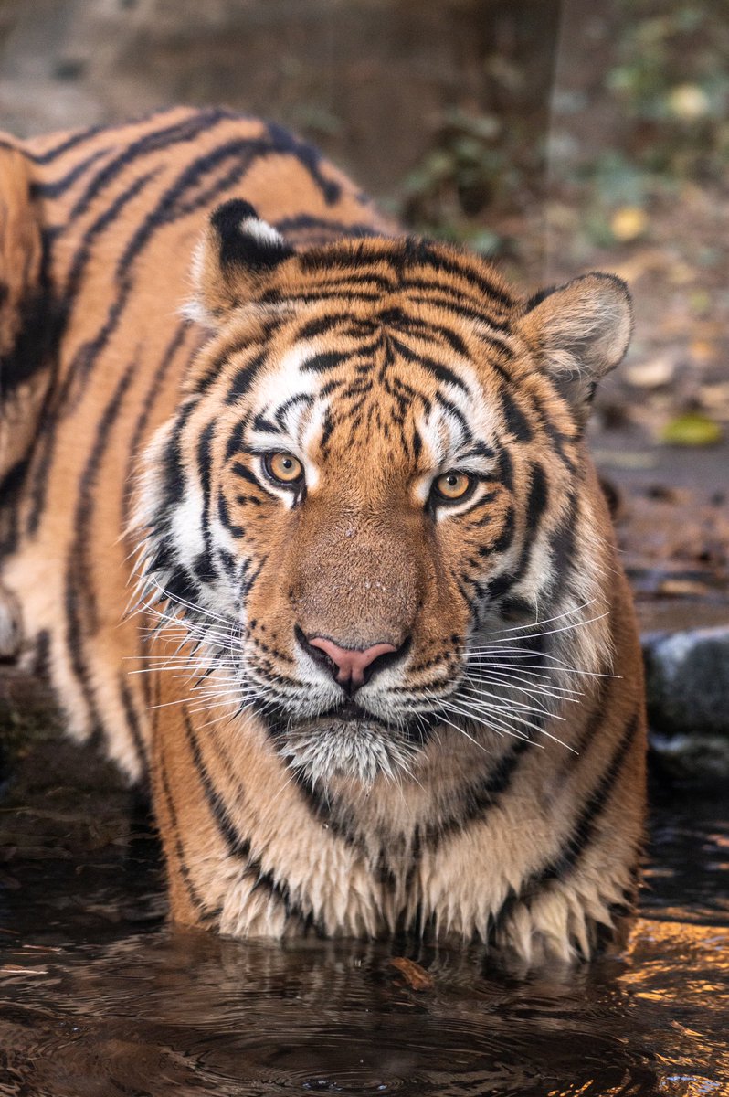 じんせい tweet media