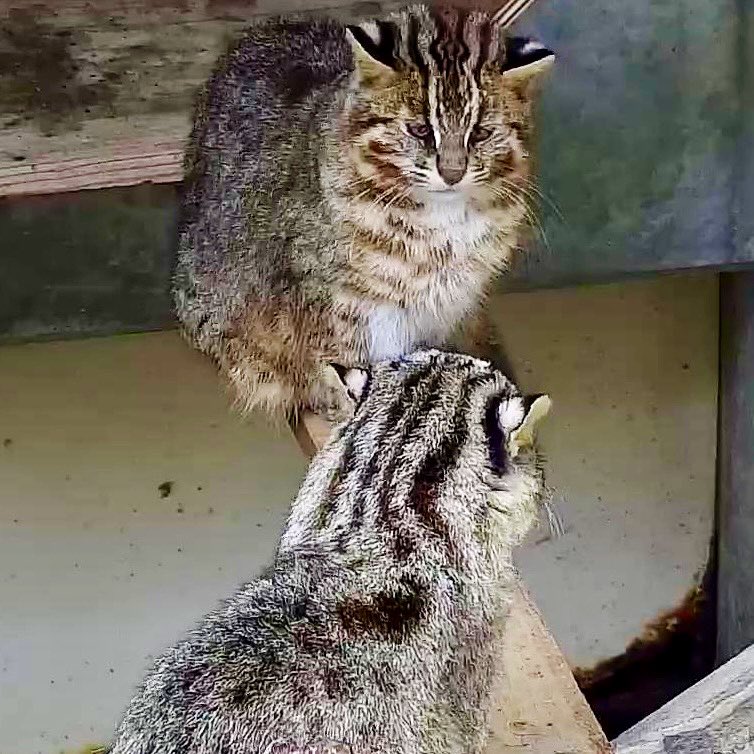 福岡市動物園 tweet media