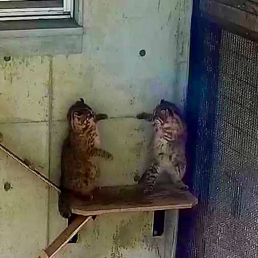 福岡市動物園 tweet media