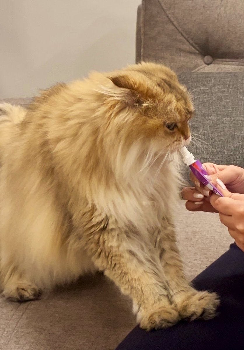 صبا... tweet media