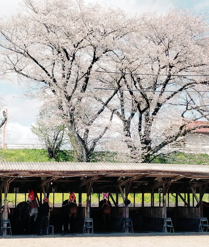 競馬エース竹中 tweet media