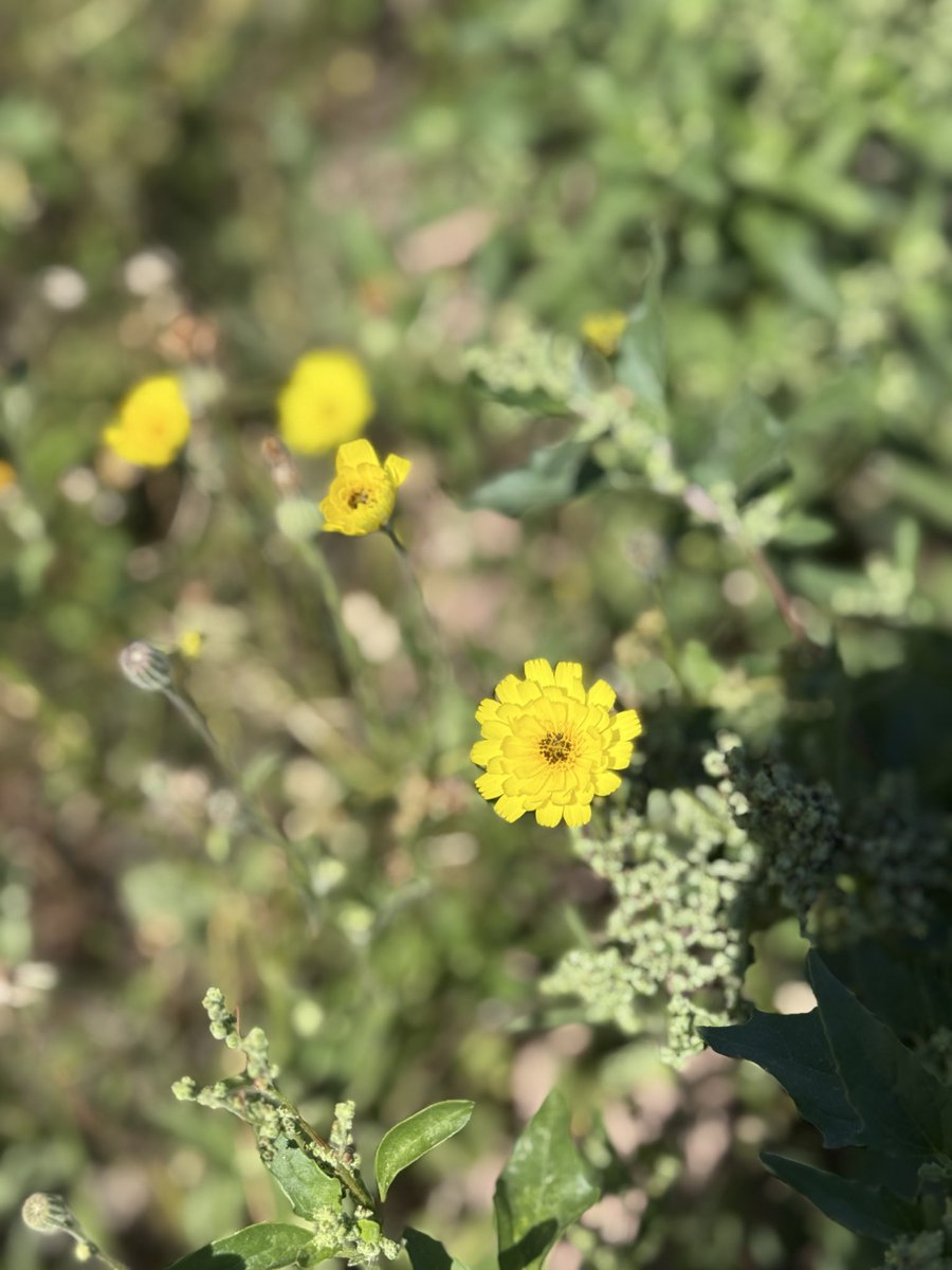 Khaled Alsaleh tweet media