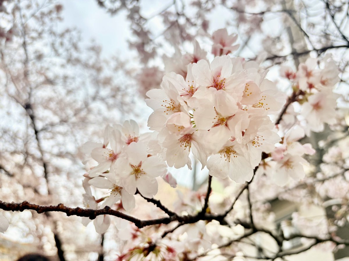 よーこてんてー tweet media