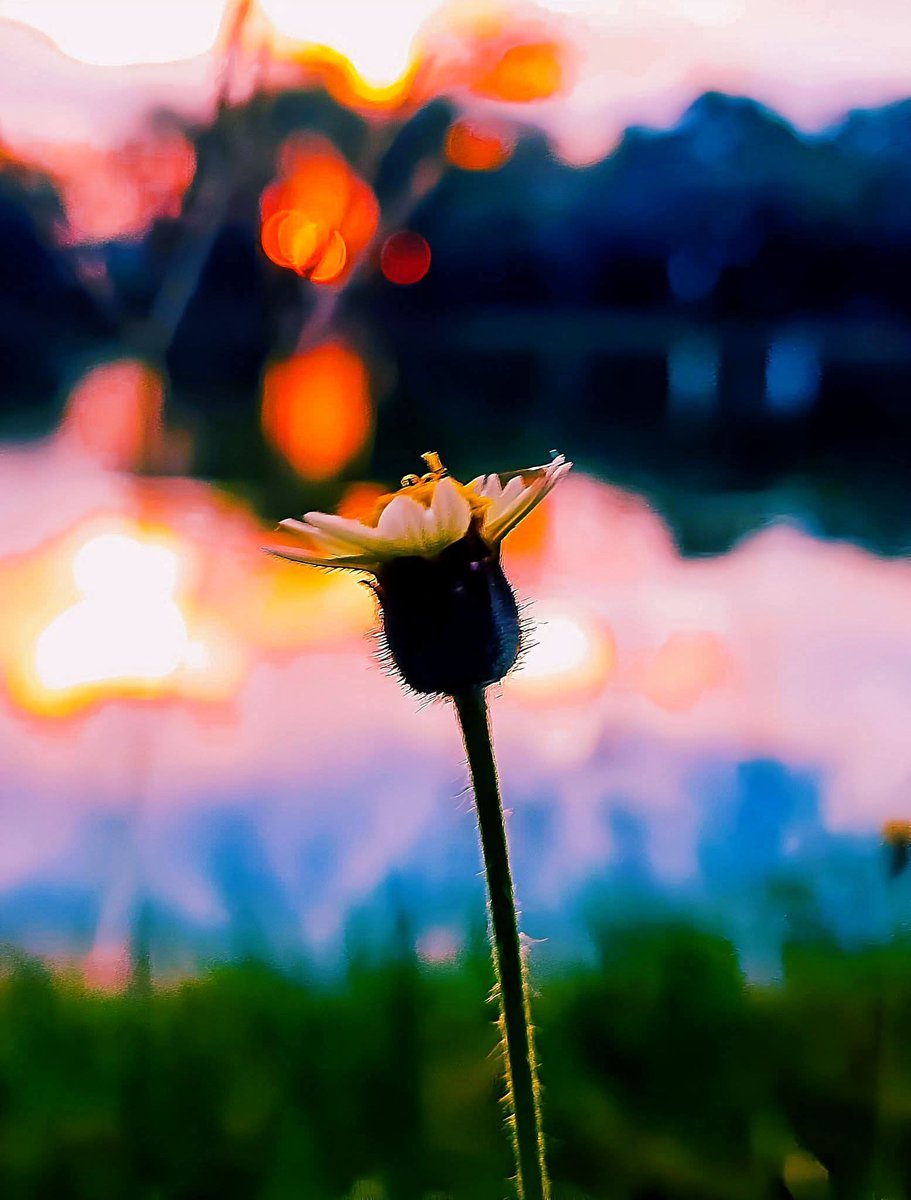 Tanu Trai. tweet media