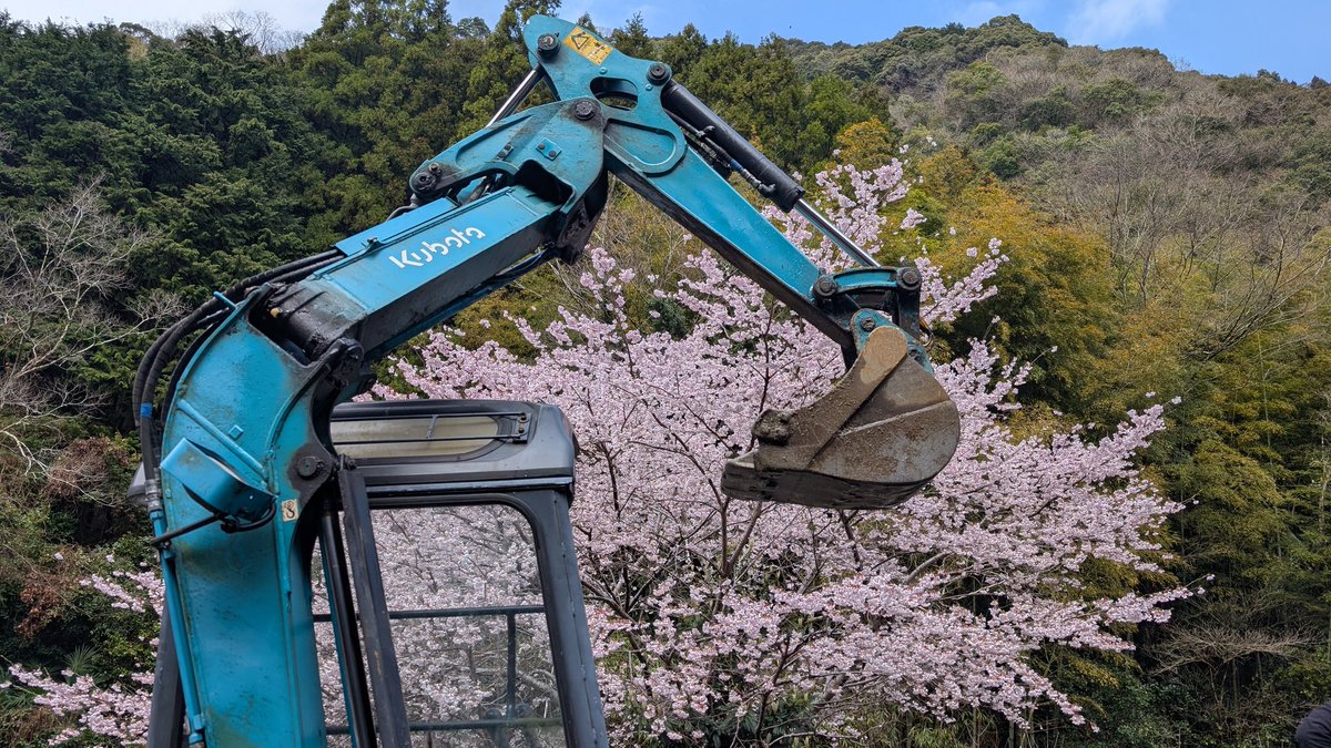 漏水修理無事完了。合材待ちなので相棒と花見をしてる🌸🌸🌸