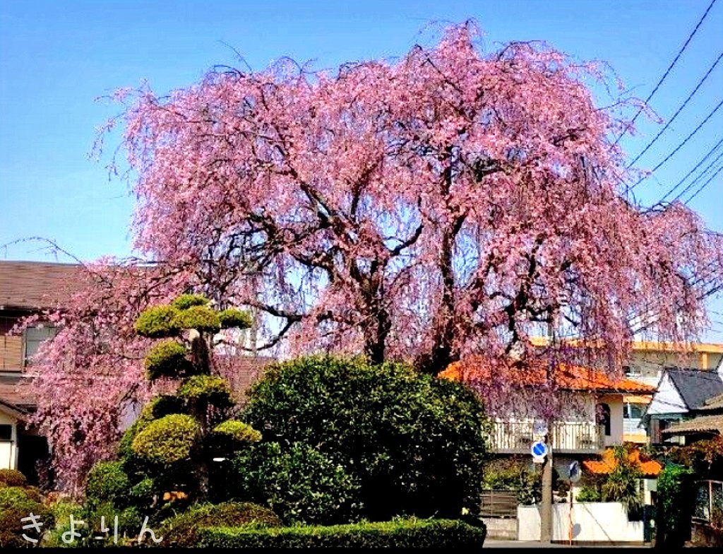 (*^-^)💕
とても見事に咲いています🌸✨

#松戸市 #桜
#TLを花でいっぱいにしよう