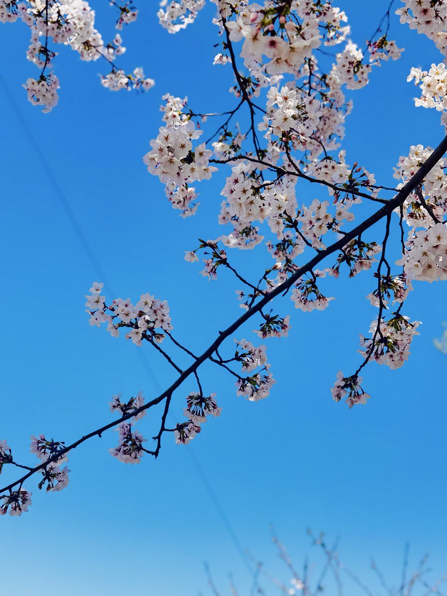 れいりっしゅ tweet media