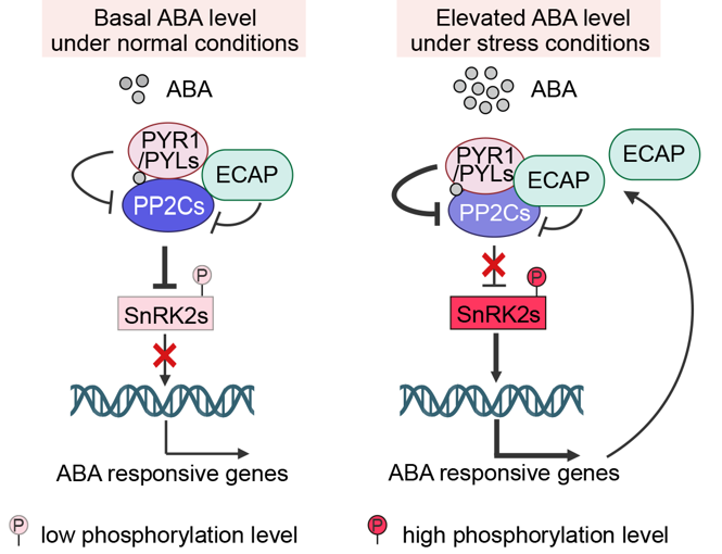 MPlantPCom's tweet photo. The EAR motif-containing adaptor protein ECAP enhances the assembly of PYR1-ABI1 complex to promote ABA signaling in Arabidopsis #research #MolecularPlant https://t.co/ZefPUN0Qoj https://t.co/G4qMgLrh91