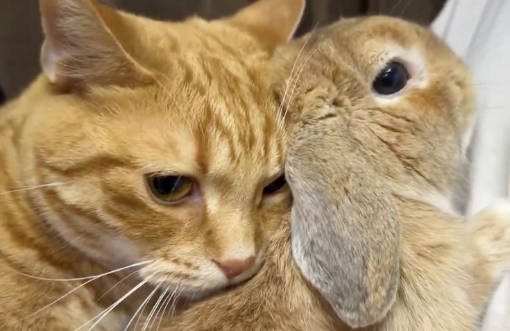 thepopularanimals tweet media