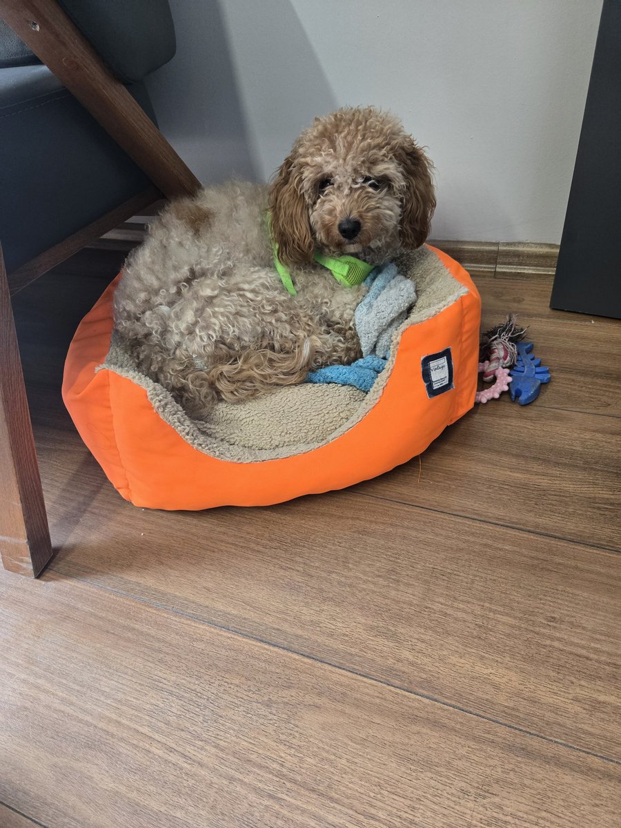 Zozan Özgökçe tweet media