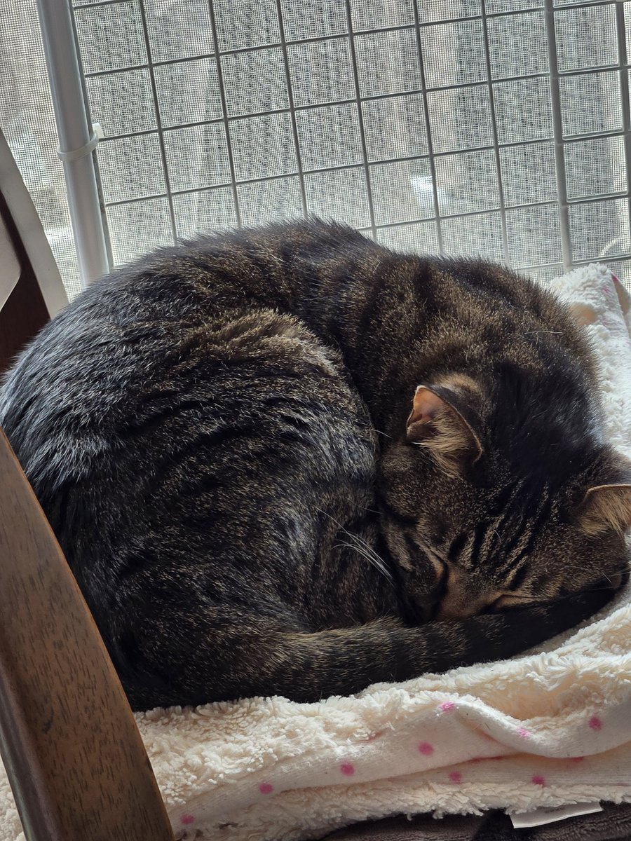 椅子で寝るねこ