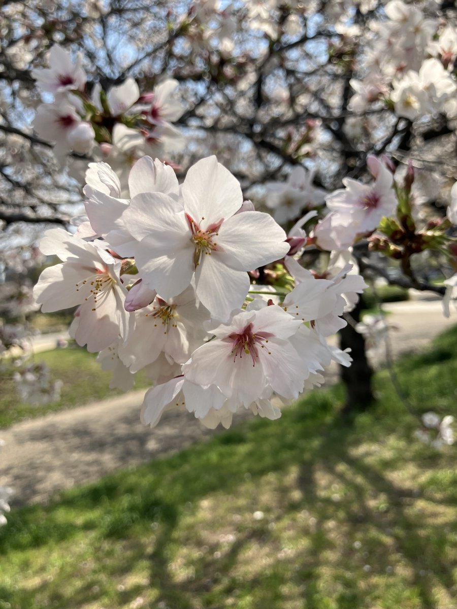 【公式】扇町公園 tweet media