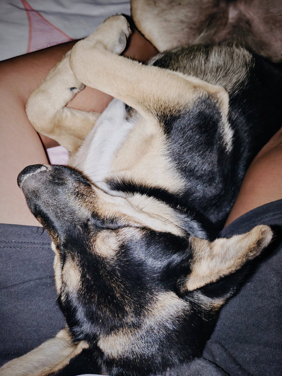 BoboKing tweet media