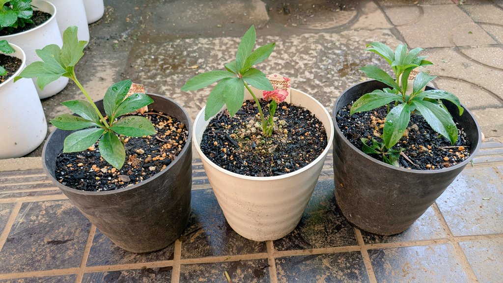 しまど/simadjp tweet media