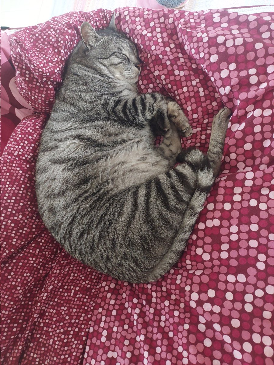 Hadassha tweet media