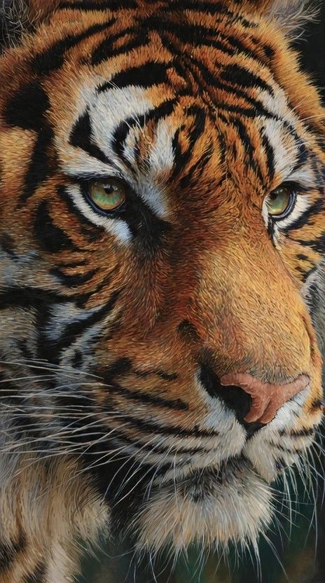 IT'S LION AND TIGERS WORLD tweet media