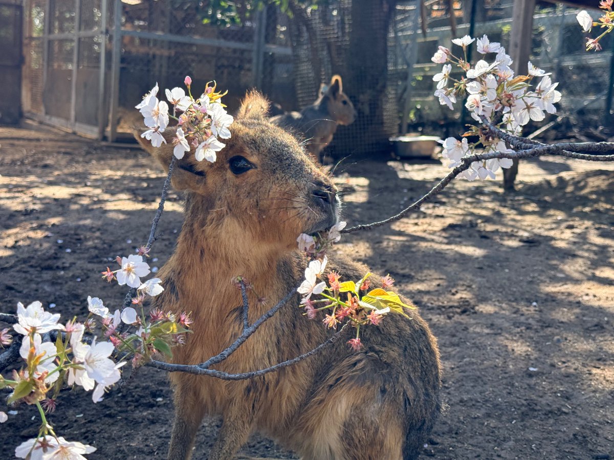 埼玉県こども動物自然公園【公式】🐨 tweet media