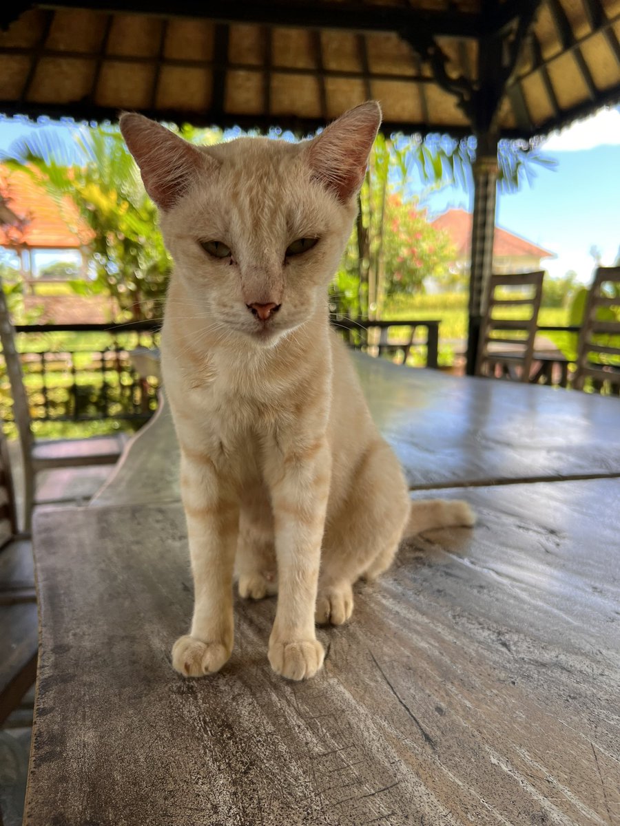 cafe none openしてます！！🌸
お待ちしております🕺

#細い猫