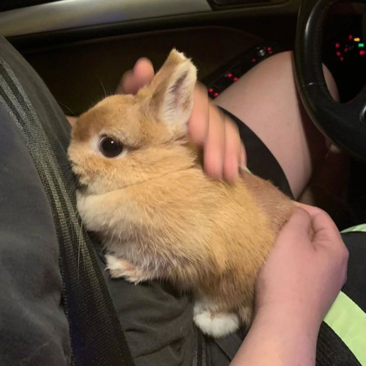 thepopularanimals tweet media