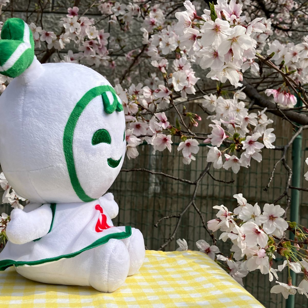 生マロニーちゃん公式 tweet media