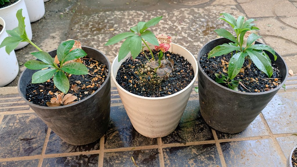 しまど/simadjp tweet media