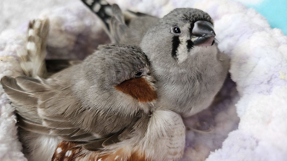 ごま と あんこ さし餌中🍼 tweet media