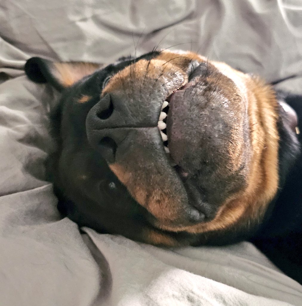 Team Servicerottie🇨🇦🐕🦺🦽 tweet media