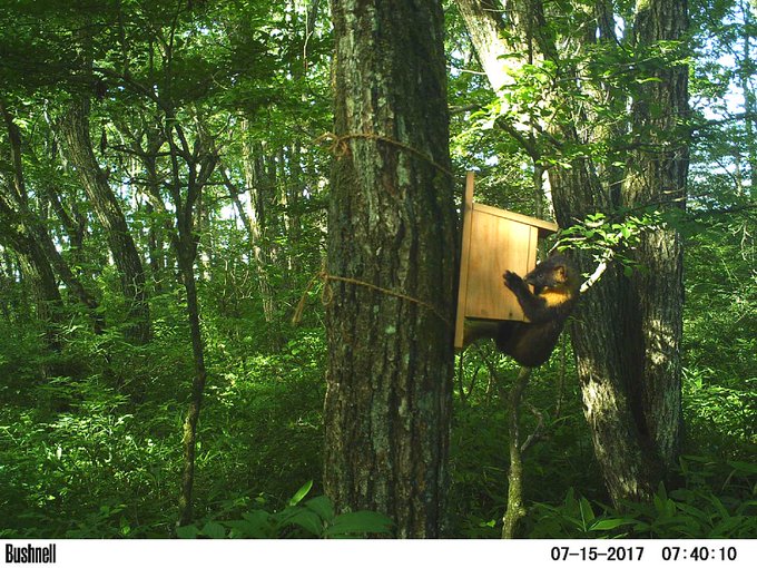 ヤマネ情報集めてます。 tweet media