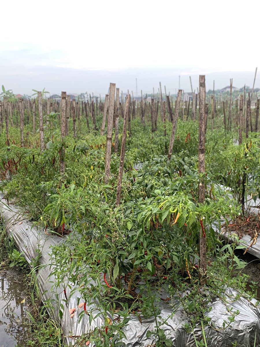 Khanif Irsyad tweet media