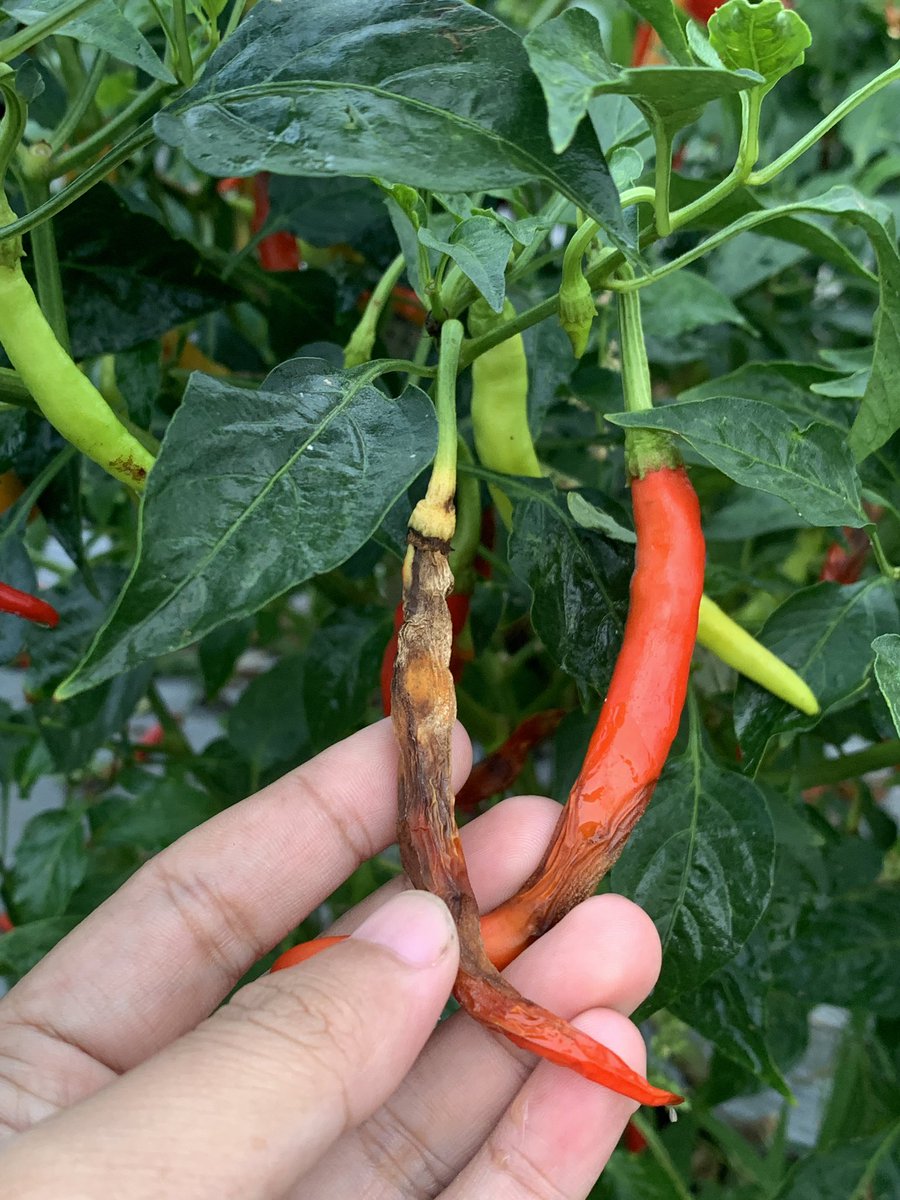 Khanif Irsyad tweet media