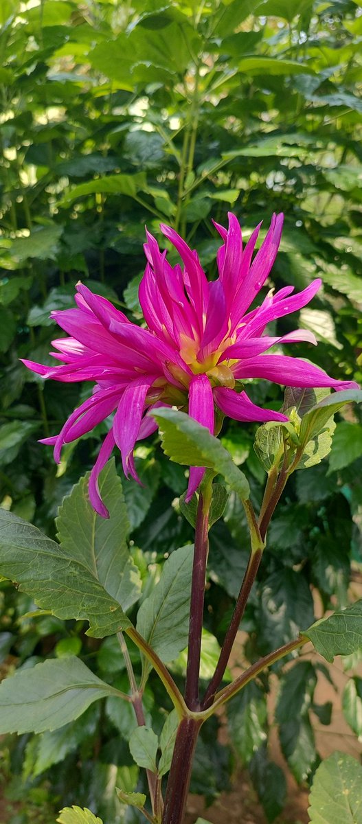 infotainmentod's tweet image. Morning tree people 🌿🌳🌿 

#trees #nature #treetime
#dahlia #treepeople #flowers