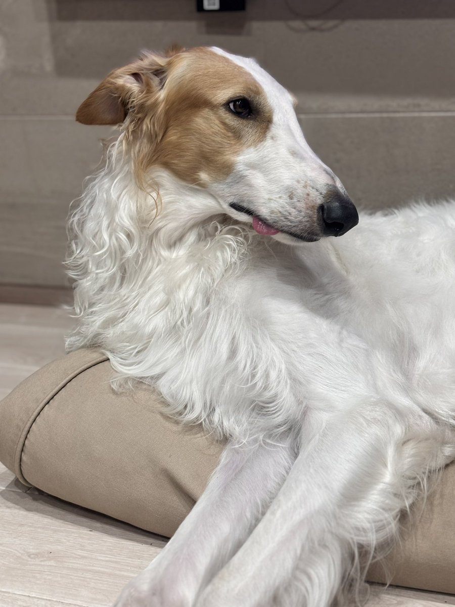 ベル🐶ラム ボルゾイ tweet media