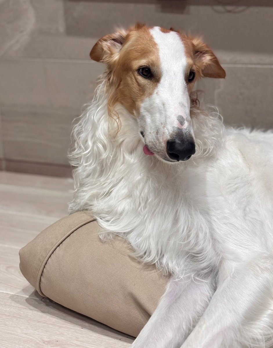 ベル🐶ラム ボルゾイ tweet media