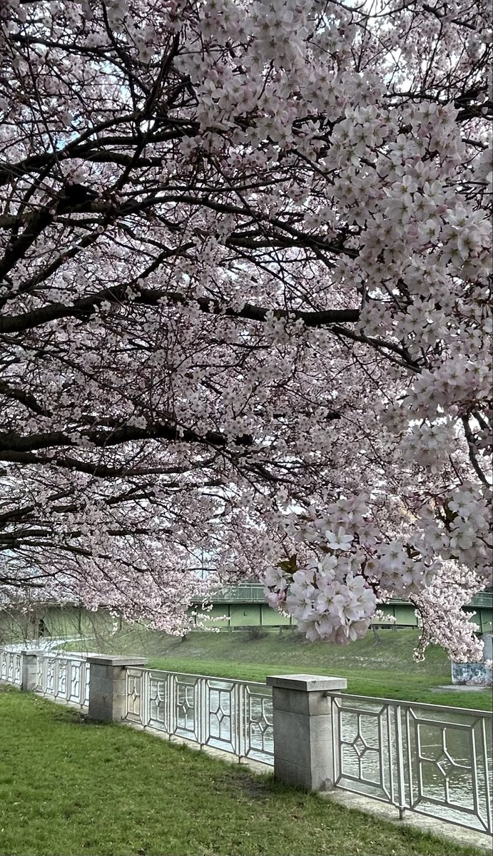 klusova08's tweet photo. @jakubnohavica Jsou ostravské. Jsou. 
Odolné. Jsou. Nezlomné. 
Neboj. Nezmrznou 😎
🌸

#haiku 
#Ostrava https://t.co/Gf043sMqtz