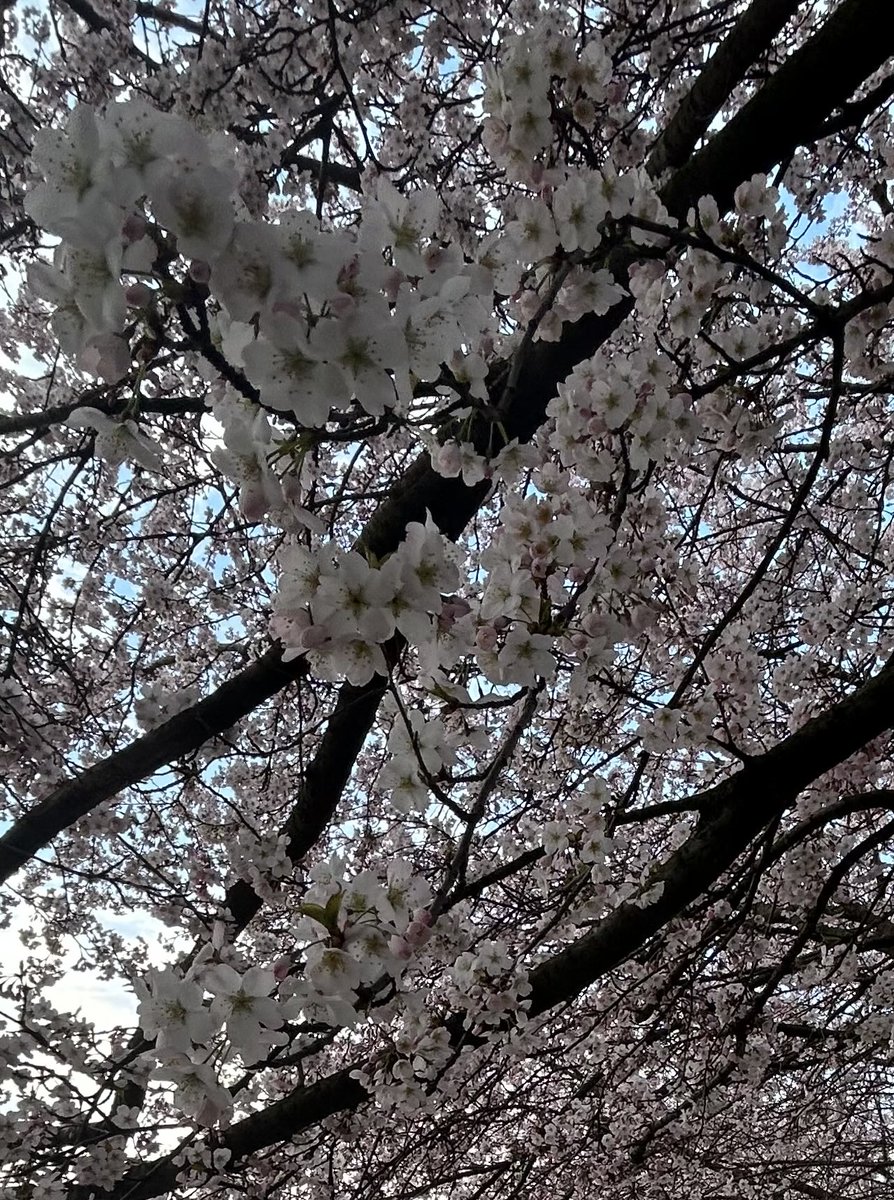 klusova08's tweet photo. @jakubnohavica Jsou ostravské. Jsou. 
Odolné. Jsou. Nezlomné. 
Neboj. Nezmrznou 😎
🌸

#haiku 
#Ostrava https://t.co/Gf043sMqtz