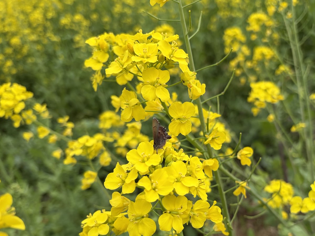 メロンクリーム/Melon-Kream tweet media