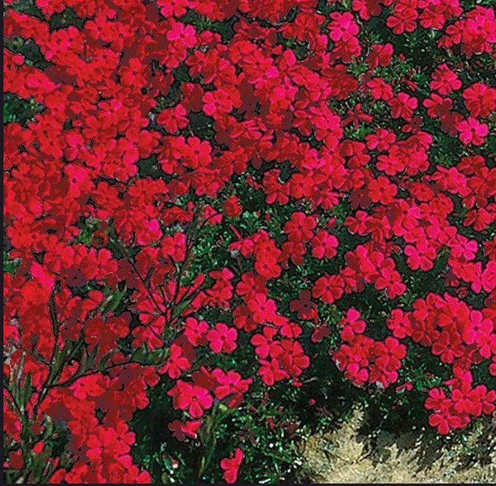 PapyrusNature23's tweet photo. Prochainement :

Massif aux couleurs de la France grâce au thym rampant serpolet aux floraisons bleues, blanches et rouges.
Très résistant à la sécheresse et s'utilise en cuisine comme le thym habituel cependant il est un peu moins parfumé.
Il est essentiellement utilisé comme plante ornementale.

9,99€ les 12 plants dont 4 plants de chaque couleur + 5,00€ de frais de port uniquement en pré-commandes soit 14,99€ cela implique un acompte de réservation de 4€ car je ne referais plus l'erreur de produire et qu'ensuite les végétaux au final ne sont pas achetés donc vous avez jusqu'à fin mai pour faire votre pré-commande et sachez que même si vous commandez 2 lots de 12 plants les frais de port restent inchangés car c'est forfaitaire.
Paiement par virement bancaire aucuns frais, carte bancaire, ou PayPal +2% pour couvrir les frais PayPal.

Je reste à votre entière disposition pour tout renseignements complémentaires.

@berliozaristo
@Ad_Vitam44_  @Papyrus23170 @GaucheMafia @JuniorGuibole @mathieu_d123456