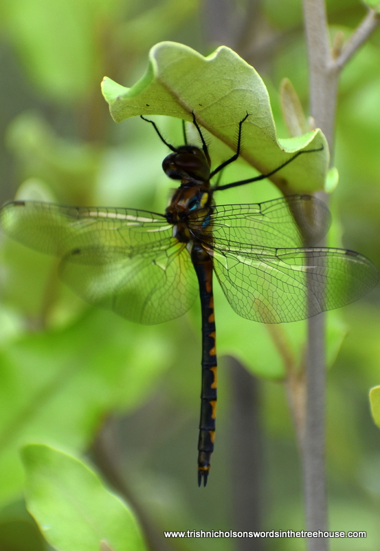 TrishaNicholson's tweet image. My favourite from the archives for #InsectThursday Finding some shade under a daisy tree leaf 💚