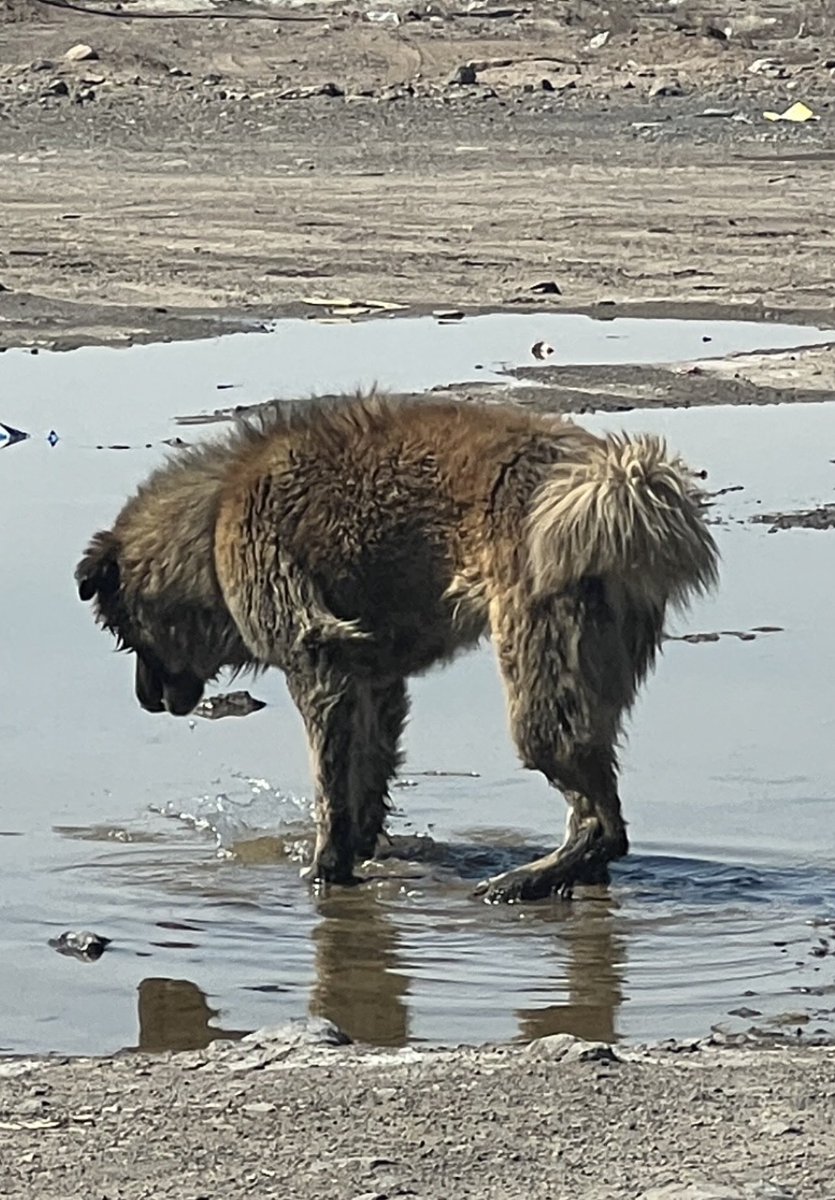 🖤مامان آشیل🐶🖤 tweet media