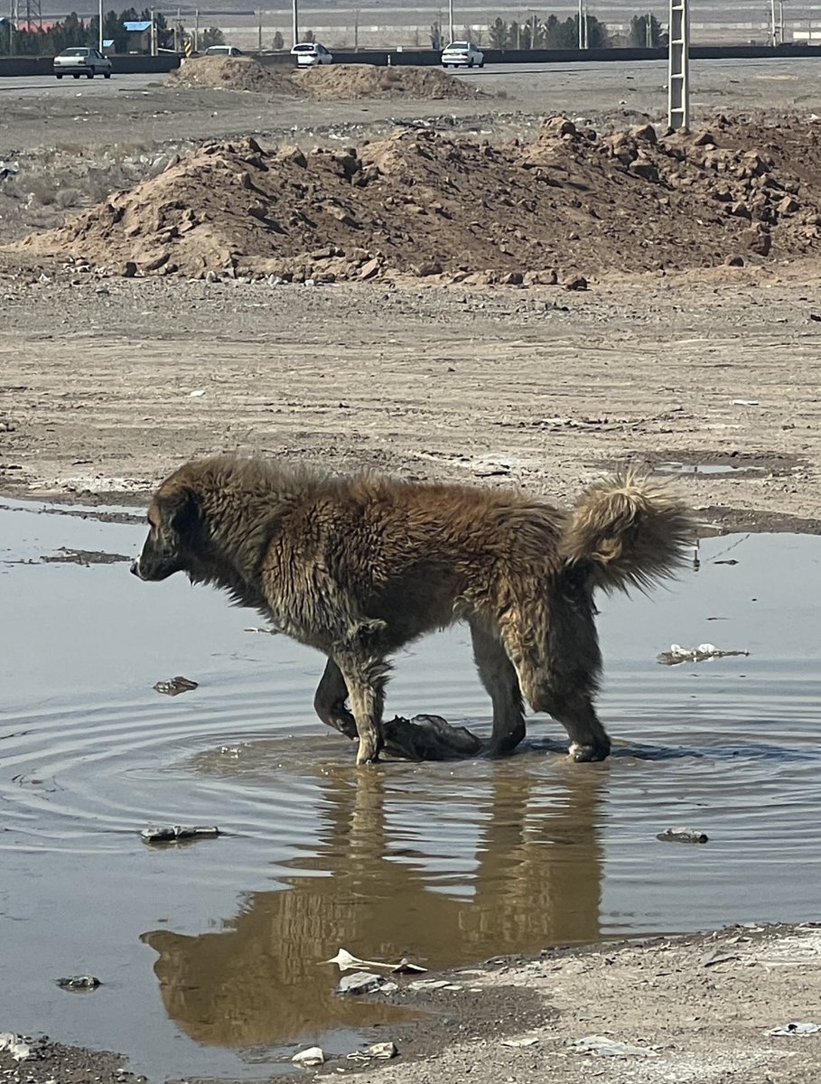 🖤مامان آشیل🐶🖤 tweet media