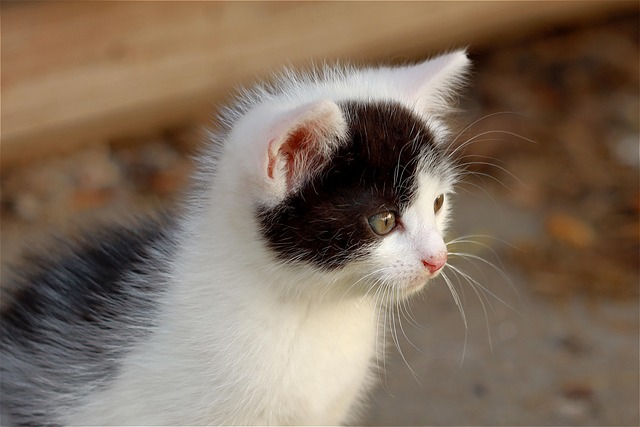 Teresa Infante tweet media