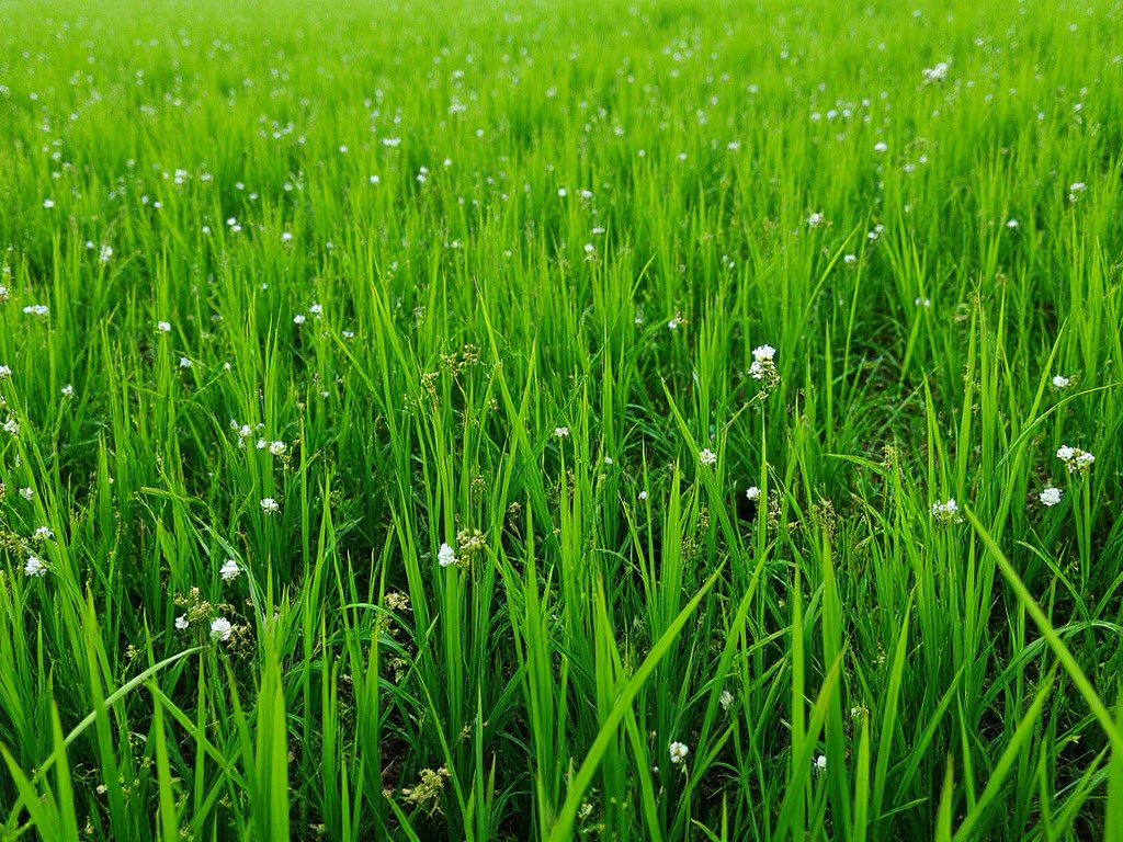 giovanna cecchi tweet media