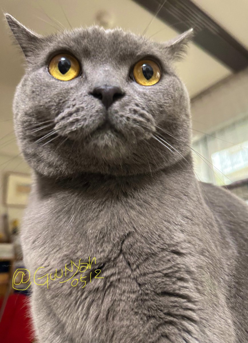 グーニャン tweet media