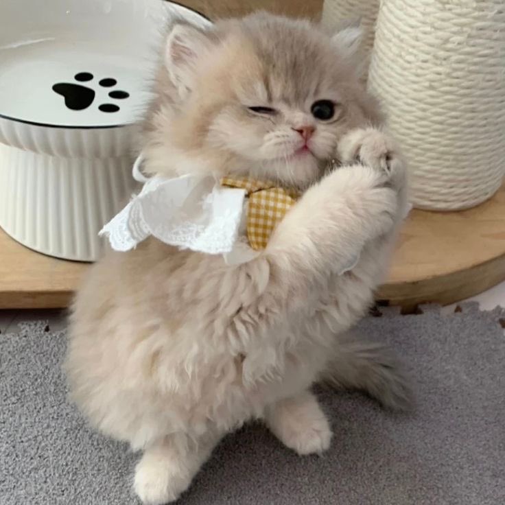 ‎𐙚ྀ CHERVALS ◡̎ ★♡︎🐈🐯🐰 tweet media