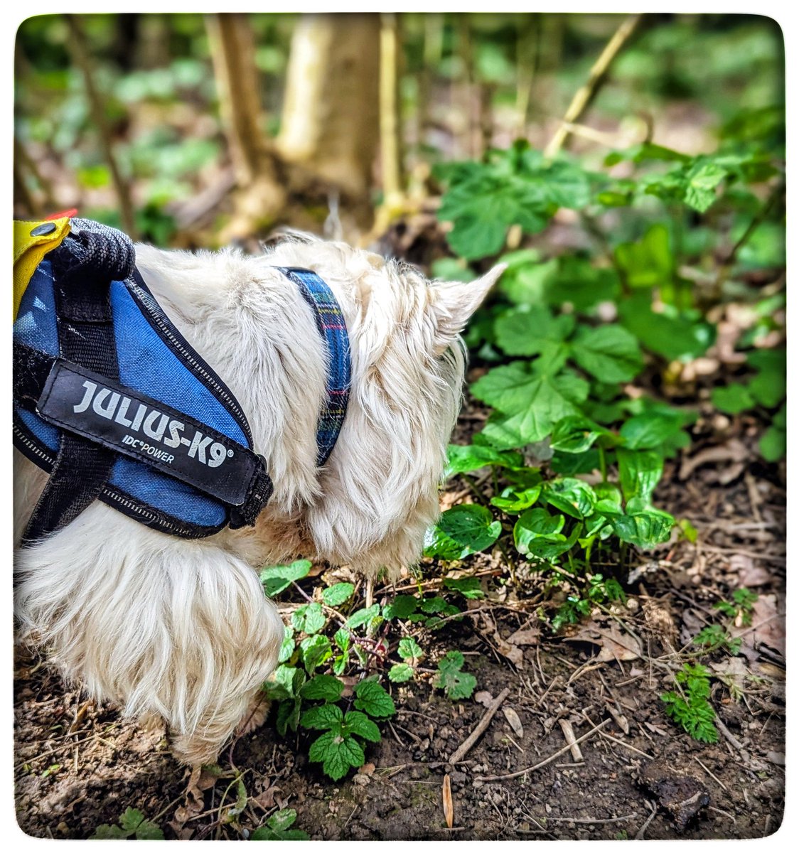 suzanne masters tweet media