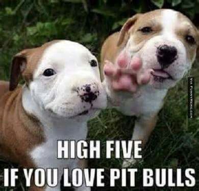 Popularpuppies © tweet media