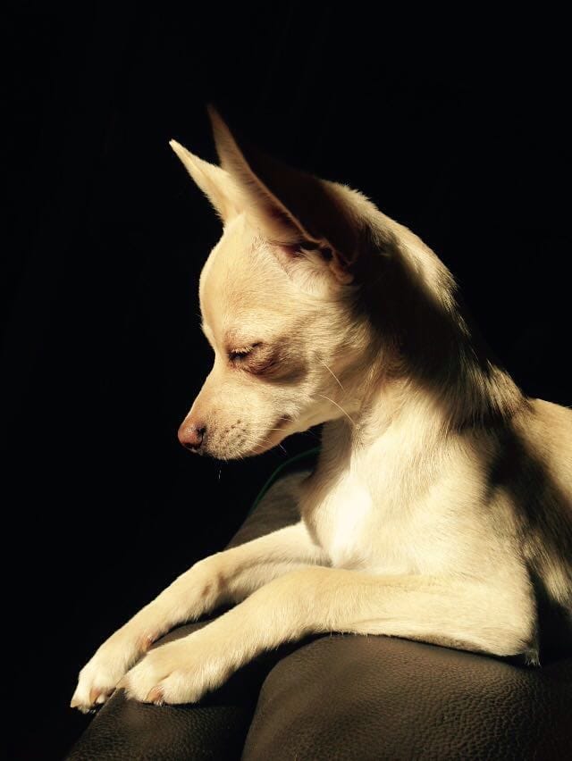 MinHaRa17's tweet photo. @MariaMa65322793 Hoy se me fue mi pepe, a sus 10 años, fue un buen perro. Como dice el video, cosas irremediables de la vida. Un día estas con ellos y ves las cosas que hace, su forma de mover la cola, ruidos raros y caras felices y luego ya no están. Aprovechen su tiempo en la tierra. https://t.co/RWFuoc5vNB