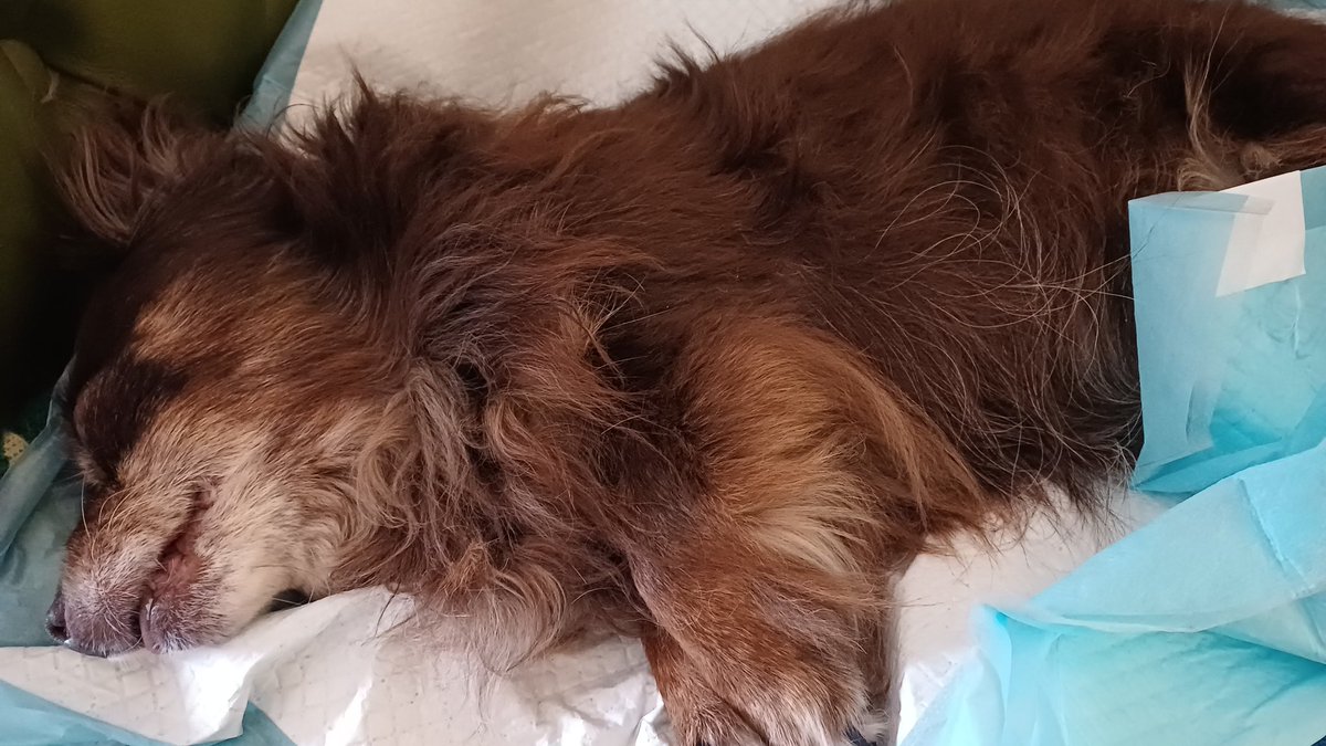 Dogtrovert tweet media